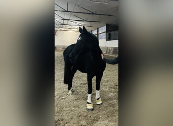 Hanoverian, Mare, 9 years, 16 hh, Black