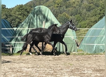 Hanoverian, Mare, 9 years, 16 hh, Black