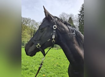 Hanoverian, Mare, 9 years, 16 hh, Black