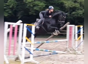 Hanoverian, Mare, 9 years, 16 hh, Black