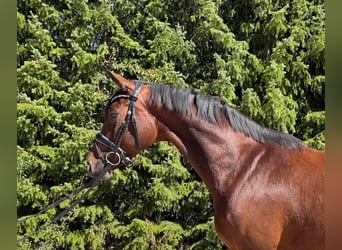 Hanoverian, Mare, 9 years, 16 hh, Brown