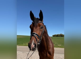 Hanoverian, Mare, 9 years, 16 hh, Brown