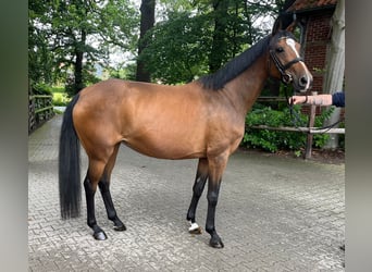 Hannoveraner, Stute, 9 Jahre, 16 hh, Brauner