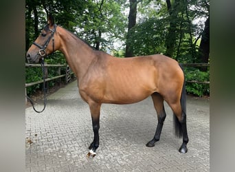 Hannoveraner, Stute, 9 Jahre, 16 hh, Brauner