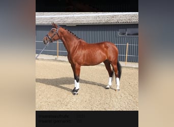 Hanoverian, Mare, 9 years, 16 hh, Brown