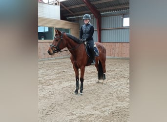 Hanoverian, Mare, 9 years, 16 hh, Brown