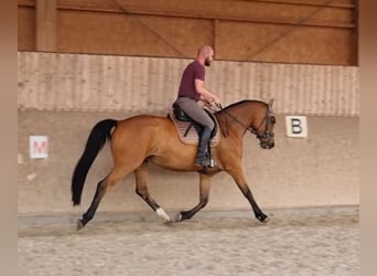 Hanoverian Mix, Mare, 9 years, 16 hh, Brown