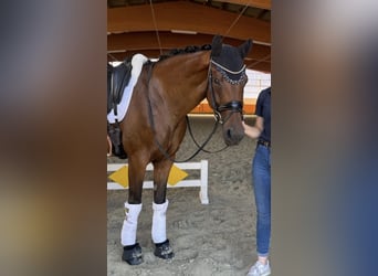 Hanoverian, Mare, 9 years, 16 hh, Brown