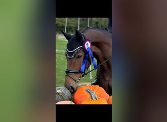 Hanoverian, Mare, 9 years, 16 hh, Brown