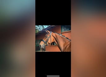 Hanoverian, Mare, 9 years, 16 hh, Brown