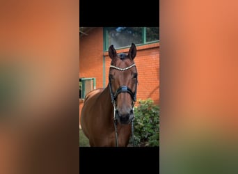 Hanoverian, Mare, 9 years, 16 hh, Brown