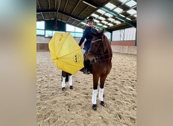 Hanoverian, Mare, 9 years, 16 hh, Brown