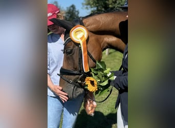 Hanoverian, Mare, 9 years, 16 hh, Brown