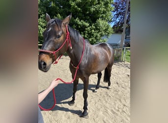 Hanoverian, Mare, 9 years, 16 hh, Brown