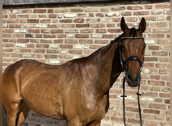 Hanoverian, Mare, 9 years, 16 hh, Brown