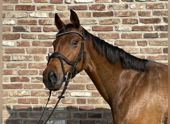 Hanoverian, Mare, 9 years, 16 hh, Brown