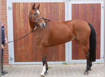 Hanoverian, Mare, 9 years, 16 hh, Brown