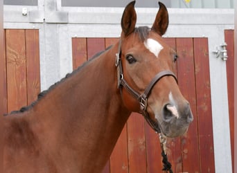 Hanoverian, Mare, 9 years, 16 hh, Brown