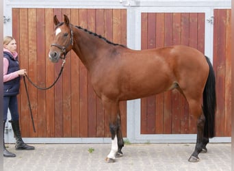 Hanoverian, Mare, 9 years, 16 hh, Brown