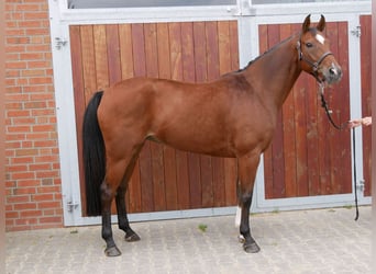 Hanoverian, Mare, 9 years, 16 hh, Brown