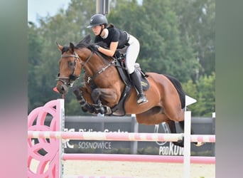 Hanoverian, Mare, 9 years, 16 hh, Brown