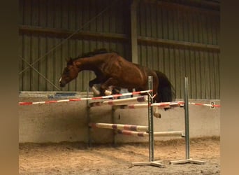Hanoverian, Mare, 9 years, 16 hh, Chestnut