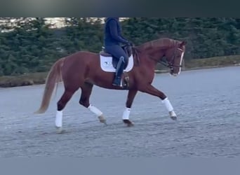 Hanoverian, Mare, 9 years, 16 hh, Chestnut-Red