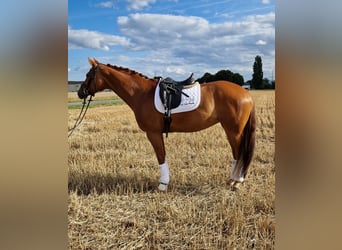 Hanoverian, Mare, 9 years, 16 hh, Chestnut-Red