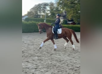 Hanoverian, Mare, 9 years, 16 hh, Chestnut-Red