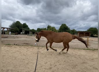 Hanoverian, Mare, 9 years, 16 hh, Chestnut-Red