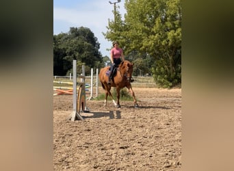 Hanoverian, Mare, 9 years, 16 hh, Chestnut-Red