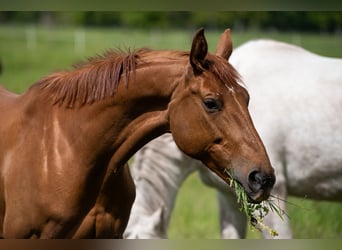 Hanoverian, Mare, 9 years, 16 hh, Chestnut-Red