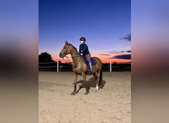 Hanoverian, Mare, 9 years, 16 hh, Chestnut-Red