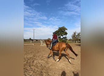 Hanoverian, Mare, 9 years, 16 hh, Chestnut-Red