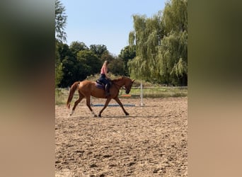 Hanoverian, Mare, 9 years, 16 hh, Chestnut-Red