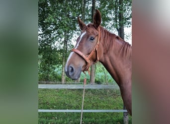 Hanoverian, Mare, 9 years, 16 hh, Chestnut-Red