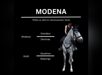 Hanoverian, Mare, 9 years, 16 hh, Gray-Fleabitten