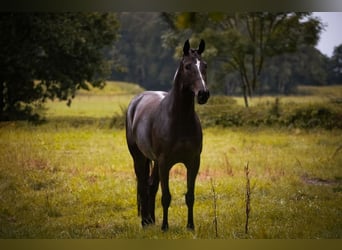Hanoverian, Mare, 9 years, 16 hh, Smoky-Black