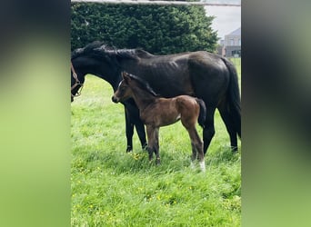 Hanoverian, Mare, 9 years, 16 hh, Smoky-Black