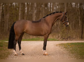 Hanoverian, Mare, 9 years, 16,1 hh, Bay-Dark