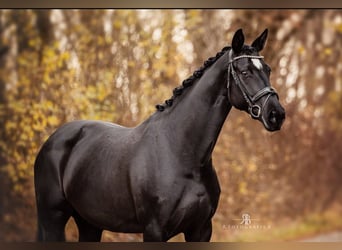 Hanoverian, Mare, 9 years, 16,1 hh, Black