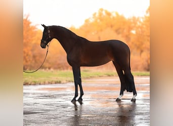 Hanoverian, Mare, 9 years, 16,1 hh, Brown