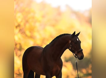 Hanoverian, Mare, 9 years, 16,1 hh, Brown