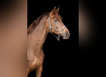 Hanoverian, Mare, 9 years, 16,1 hh, Chestnut