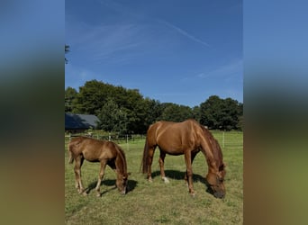 Hanoverian, Mare, 9 years, 16,1 hh, Chestnut