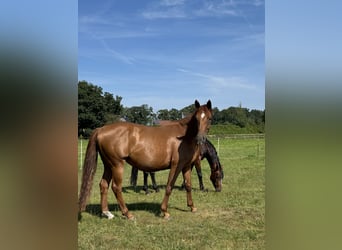 Hanoverian, Mare, 9 years, 16,1 hh, Chestnut
