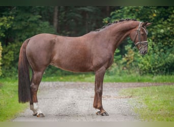 Hanoverian, Mare, 9 years, 16,1 hh, Chestnut