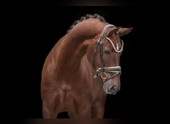 Hanoverian, Mare, 9 years, 16,1 hh, Chestnut