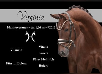 Hanoverian, Mare, 9 years, 16,1 hh, Chestnut