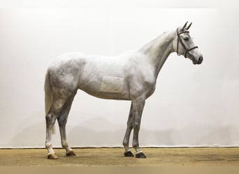 Hanoverian, Mare, 9 years, 16,1 hh